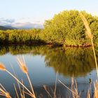 Reflets dans la mangrove