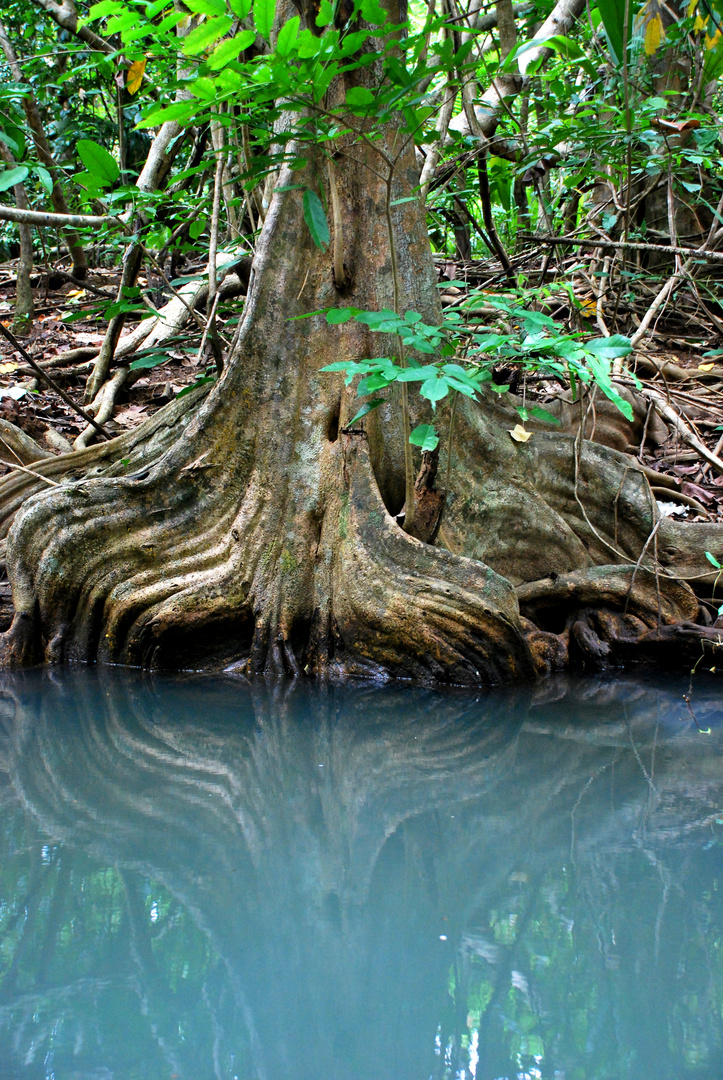 Reflets dans la mangrove