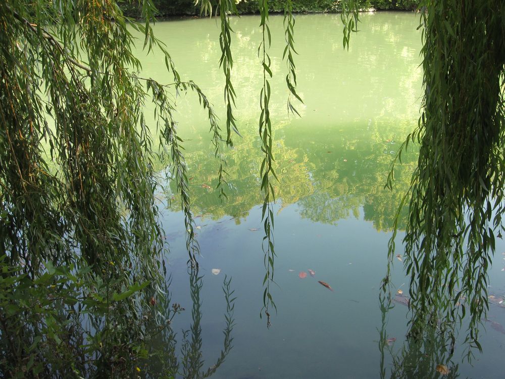 ..Reflets dans la Marne...