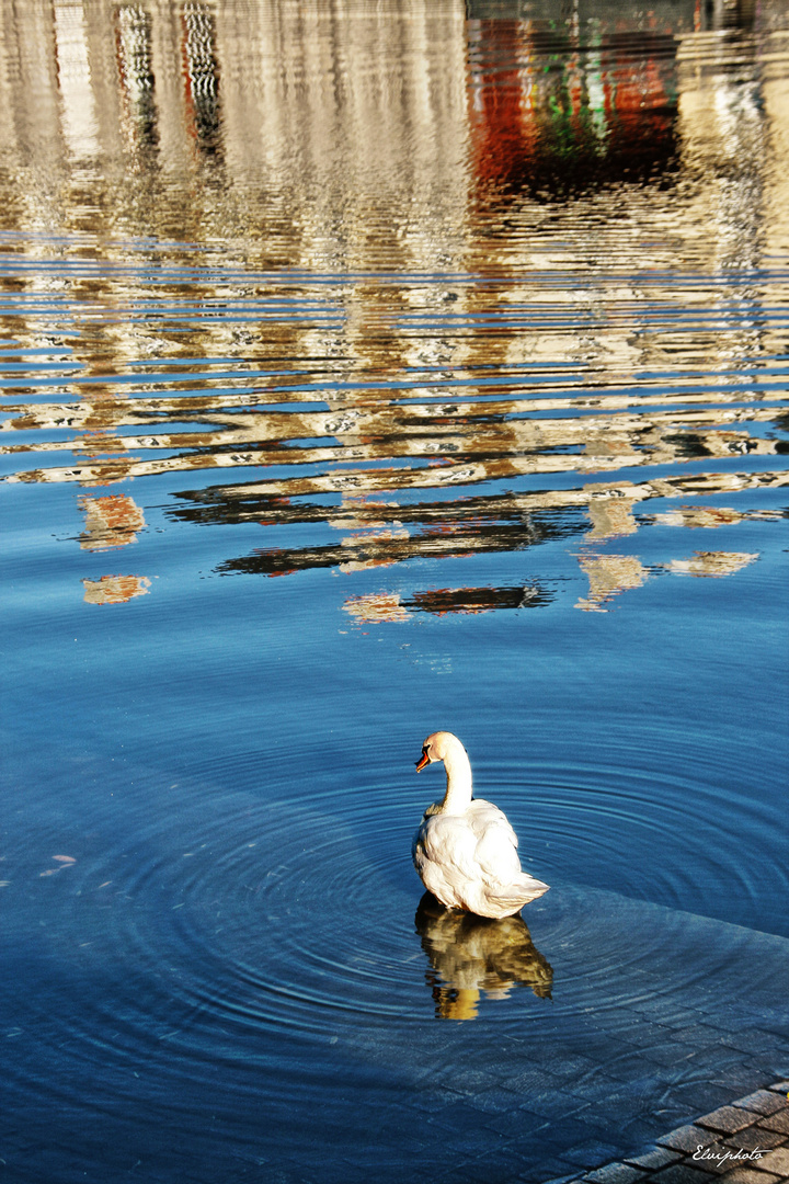 Reflets dans le bleu 