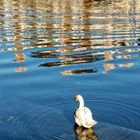 Reflets dans le bleu 