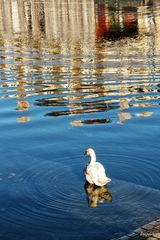 Reflets dans le bleu 