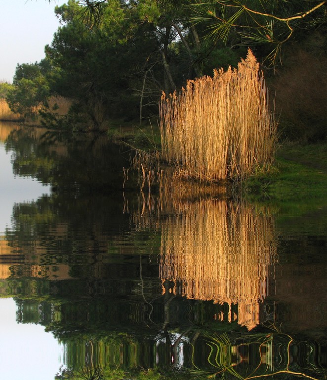 Reflets dans le marais