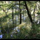 reflets dans les bois