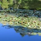 Reflets dans les étangs de Ville d'Avray: jeu des nénuphars entre bleu et vert