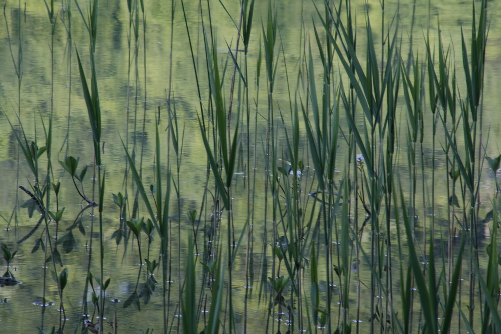 Reflets dans un Lac du Jura