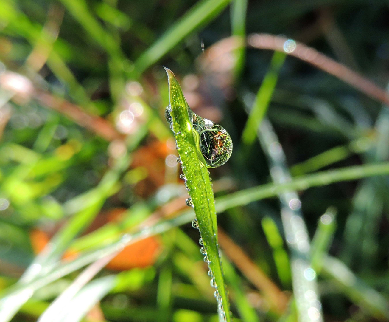  Reflets dans une goutte 