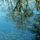 Reflets d'arbres 