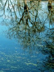 Reflets d'arbres 