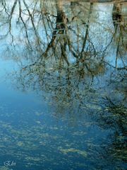 Reflets d'arbres