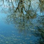 Reflets d'arbres