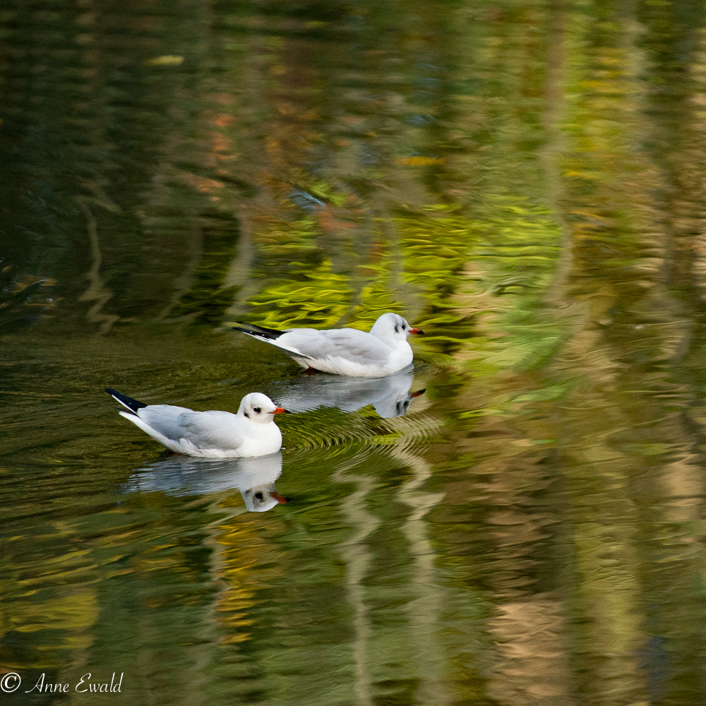 Reflets d'automne