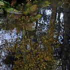 Reflets d'automne