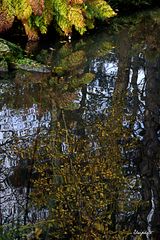 Reflets d'automne