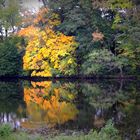 reflets d'automne 