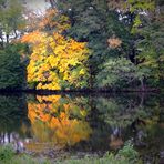 reflets d'automne 