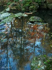 Reflets d'automne