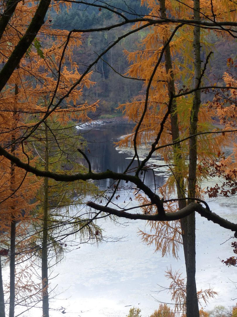 Reflets d'automne