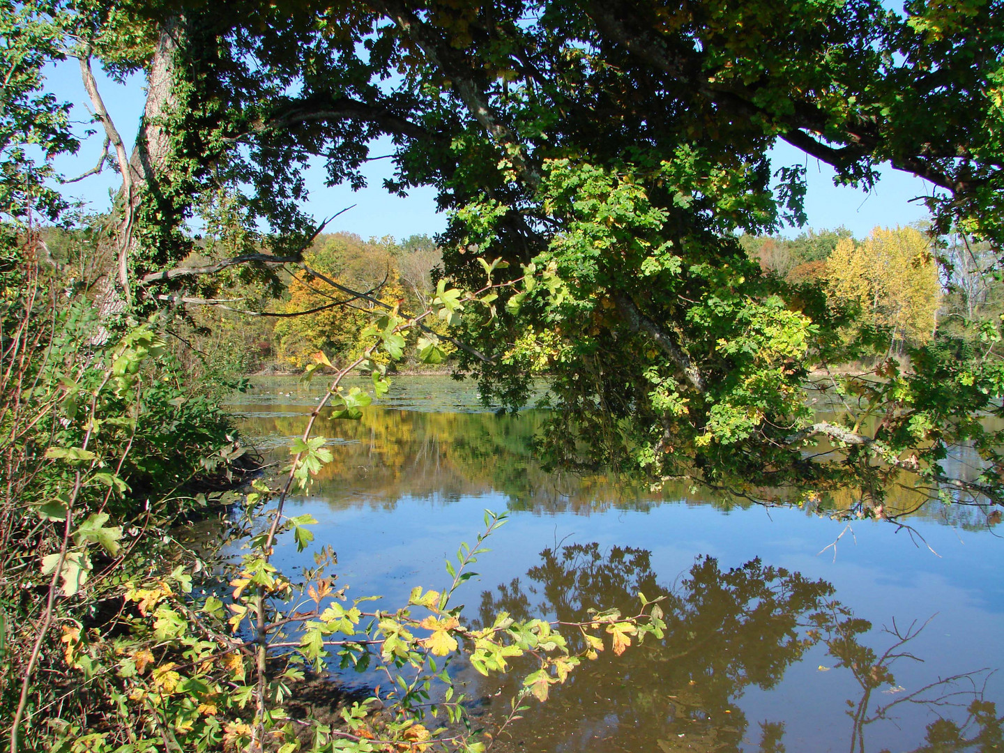 Reflets d'automne