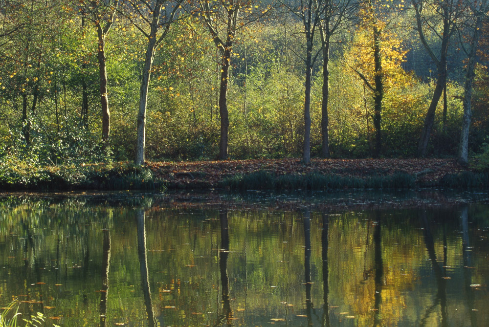 Reflets d'automne