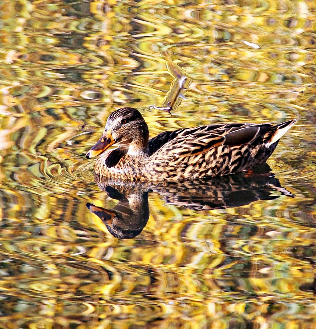 Reflets d'automne