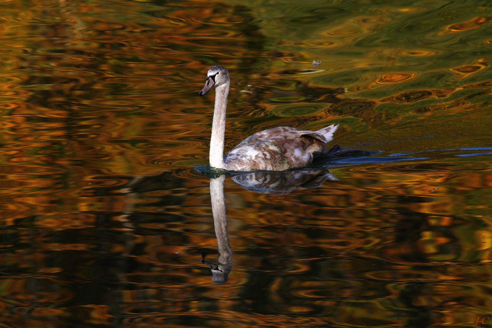 " Reflets d'automne "