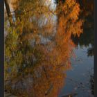 Reflets d'automne