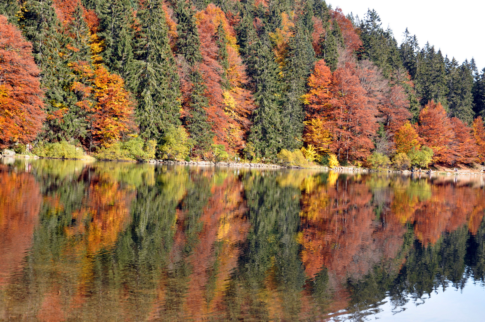 reflets d'automne