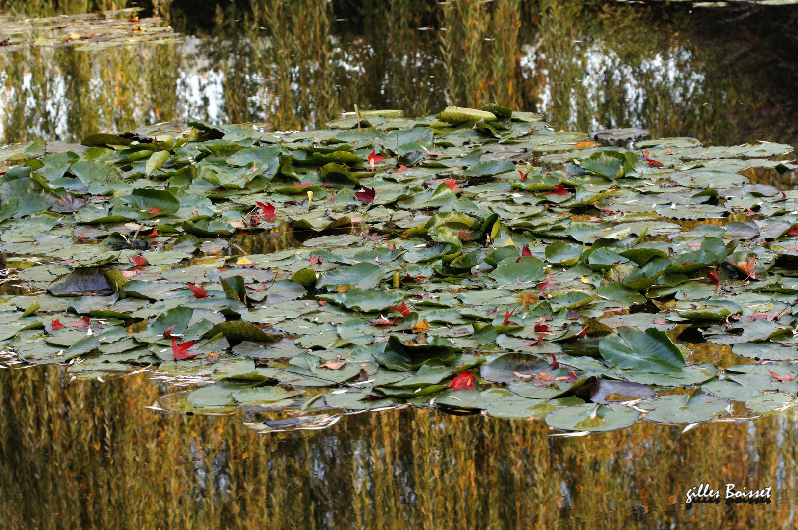 reflets d'automne sur l'étang aux nymphéas (1)