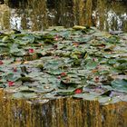 reflets d'automne sur l'étang aux nymphéas (1)