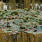 reflets d'automne sur l'étang aux nymphéas (1)