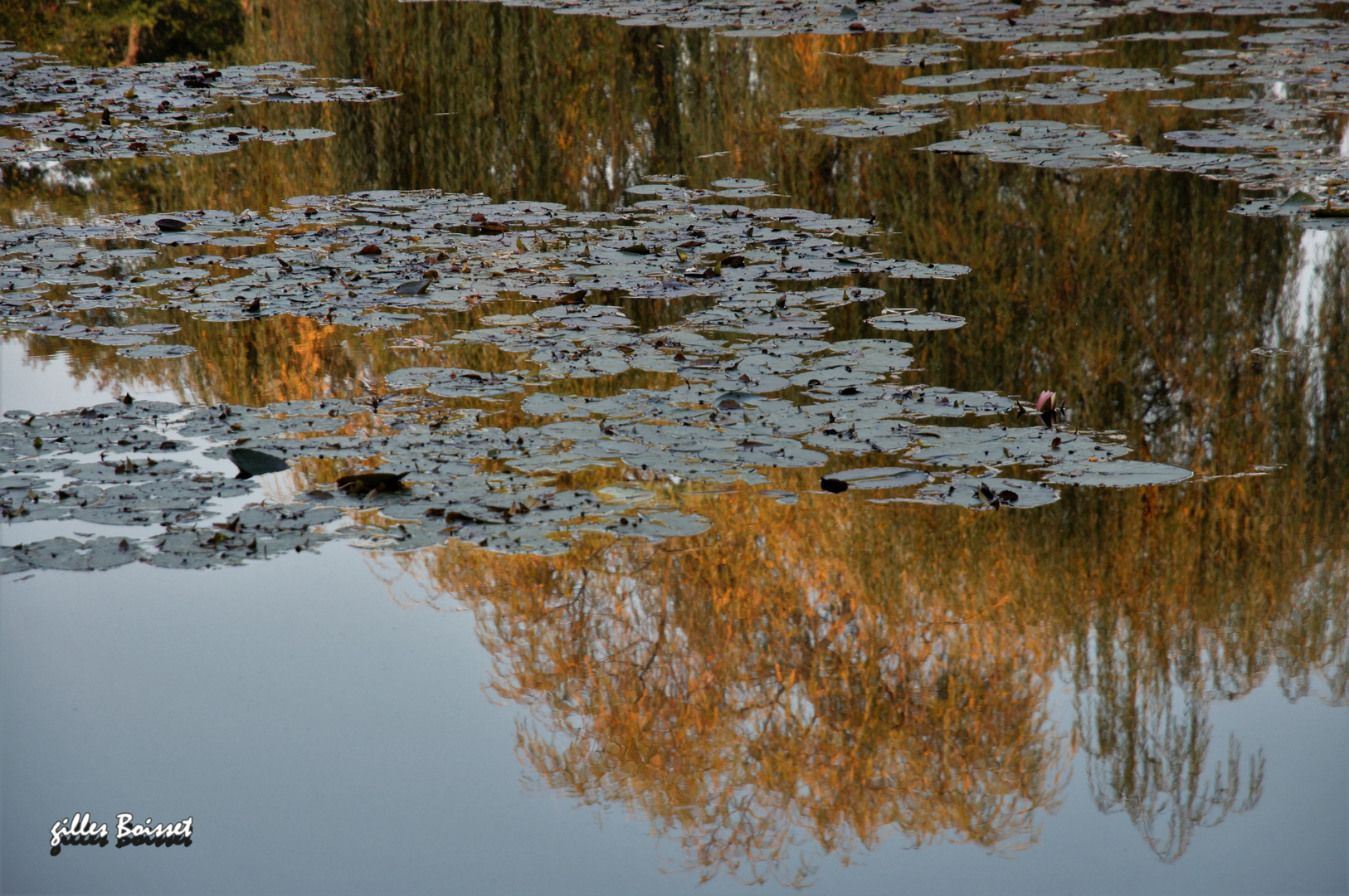 reflets d'automne sur l'étang aux nymphéas (2)