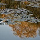 reflets d'automne sur l'étang aux nymphéas (2)