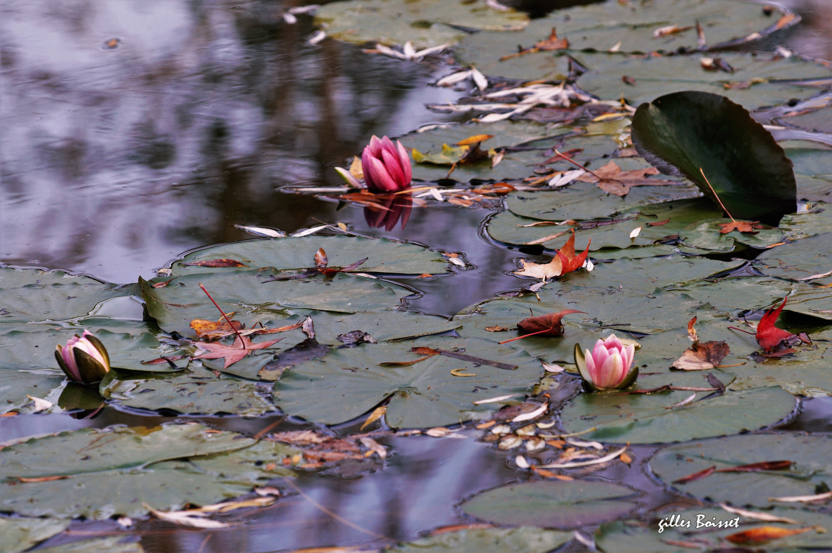 reflets d'automne sur l'étang aux nymphéas (3)