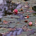 reflets d'automne sur l'étang aux nymphéas (3)