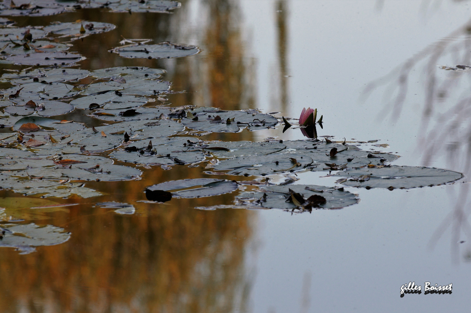 reflets d'automne sur l'étang aux nymphéas (4)