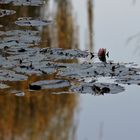 reflets d'automne sur l'étang aux nymphéas (4)