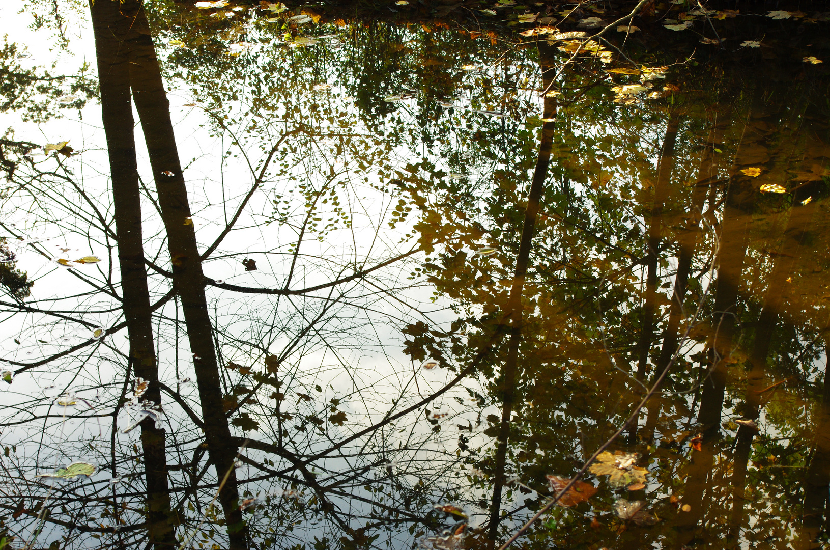 reflets de fôret