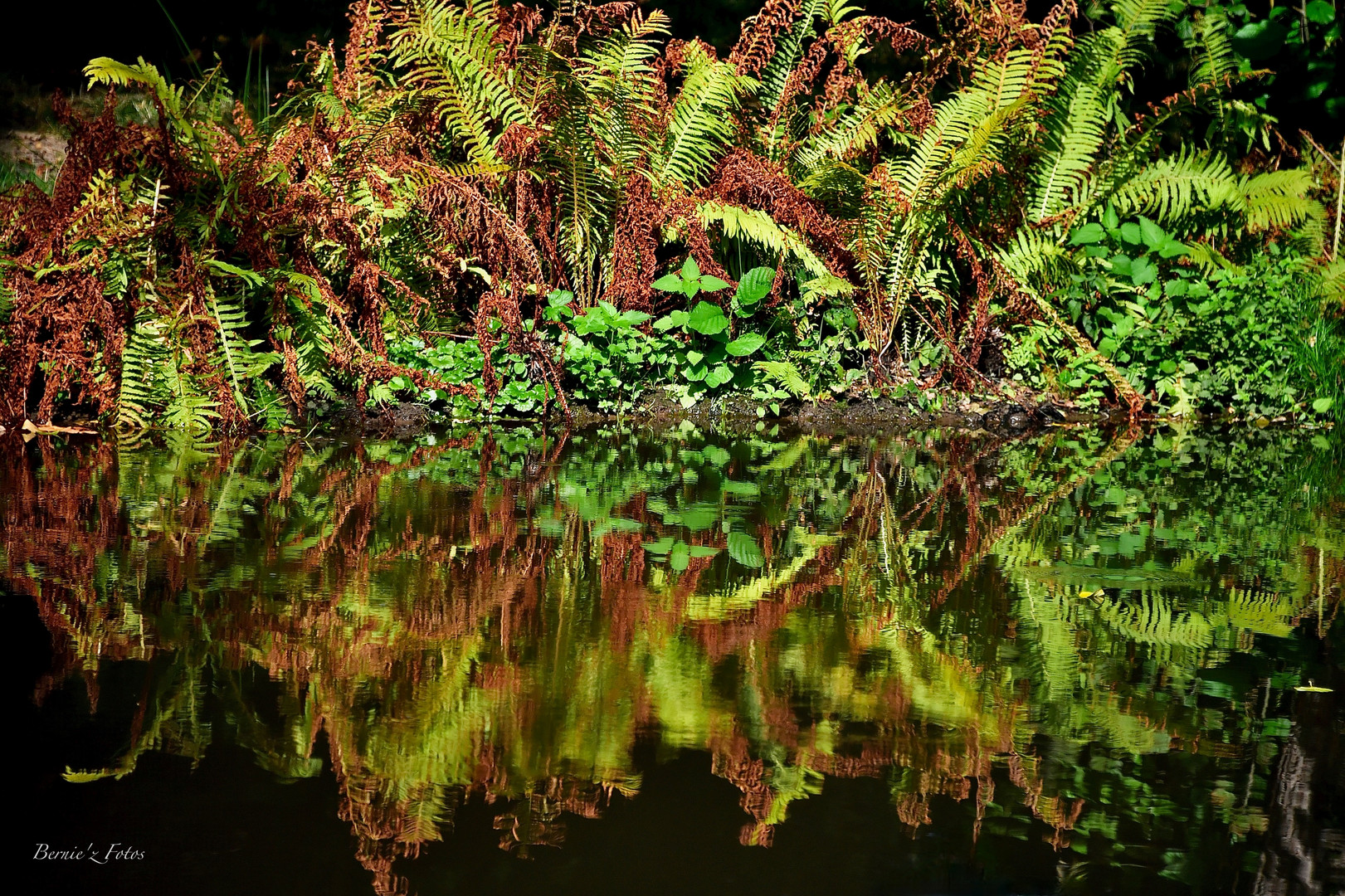 Reflets de fougères dorées