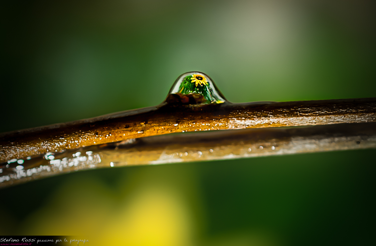 reflets de la nature