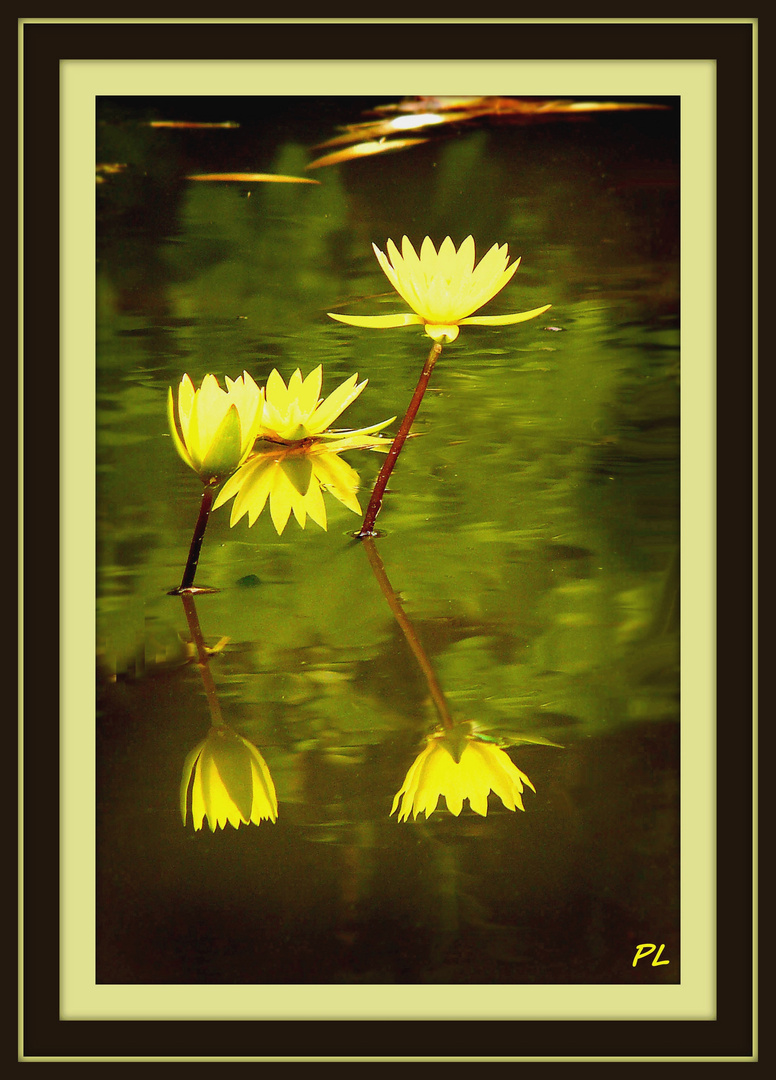 Reflets de Lotus