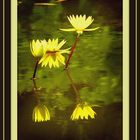Reflets de Lotus