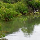 Reflets de mangrove