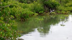 Reflets de mangrove