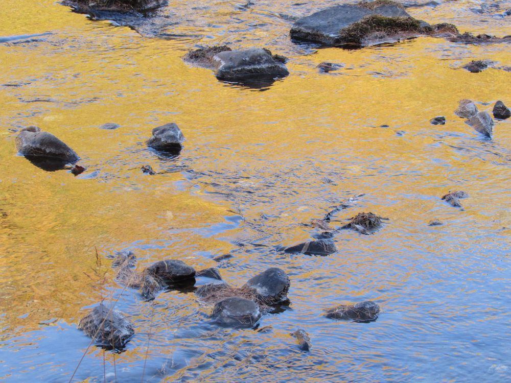 ..Reflets de Mélèzes dans le torrent (05)