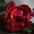 Reflets de Rose Rouge