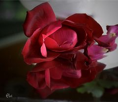 Reflets de Rose Rouge
