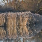 Reflets des Roseaux !!