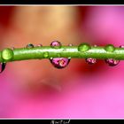 Reflets d'hibiscus dans des gouttes d'eau...