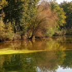 reflets d'octobre